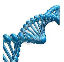 脫氧核糖核酸酶Ⅰ 脫氧核糖核酸酶Ⅰ