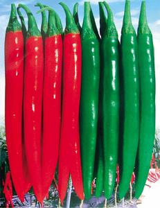 紅龍1號 紅龍1號