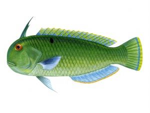 孔雀頸鰭魚 孔雀頸鰭魚