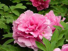 牡丹富貴花圖片下載