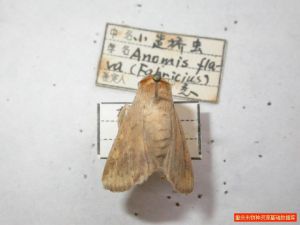 小造橋夜蛾 小造橋夜蛾