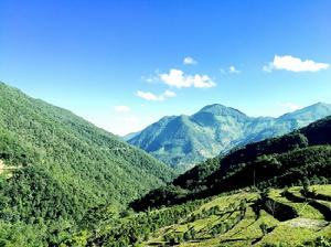 擺尾箐古樹茶 擺尾箐古樹茶