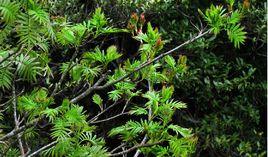 台灣花楸 台灣花楸