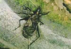 金鐘[直翅目蟋蟀科動物]