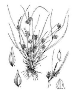 離穗薹草 離穗薹草