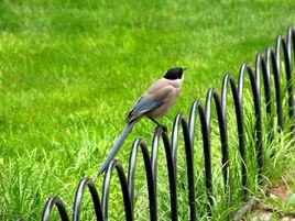 灰喜鵲屬 灰喜鵲屬