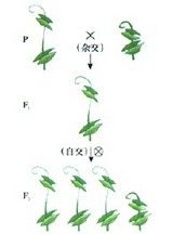 孟德爾豌豆實驗 孟德爾豌豆實驗