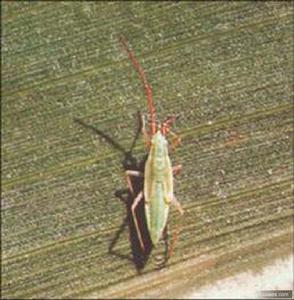 棉花赤須盲蝽 棉花赤須盲蝽