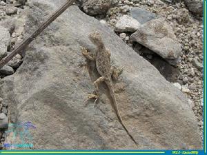 （圖）變色沙蜥