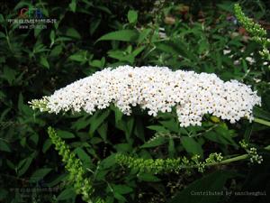 大花醉魚草 大花醉魚草