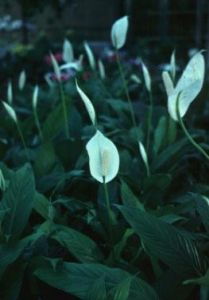 白火焰花 白火焰花