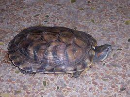 王八和綠帽子 王八和綠帽子