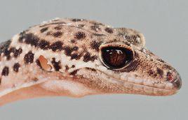 周氏瞼虎 周氏瞼虎