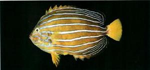 藍帶荷包魚 藍帶荷包魚