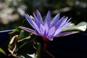 非洲桐科 非洲桐科