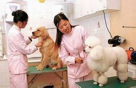 動物醫院 動物醫院