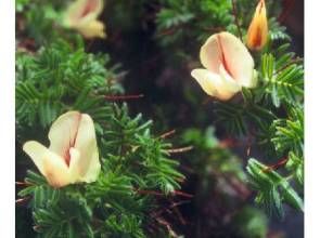 包頭棘豆 包頭棘豆