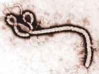 巴爾通體桿菌 巴爾通體桿菌