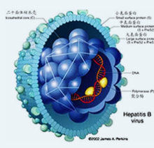 肝炎病毒