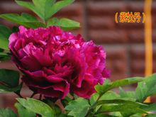 紫牡丹[北宋梅堯臣的詩作]