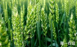 青稞基因組圖譜 青稞基因組圖譜