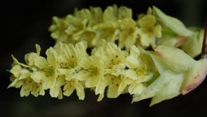 黔蠟瓣花 黔蠟瓣花