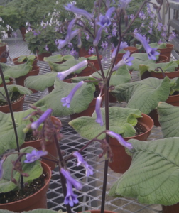 巨四季櫻草 巨四季櫻草