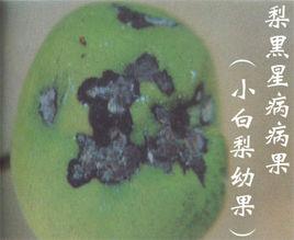梨樹黑心病 梨樹黑心病