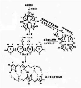 新生兒生理性黃疸
