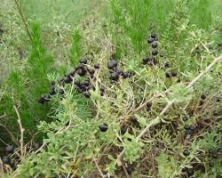 寧夏黑枸杞 寧夏黑枸杞