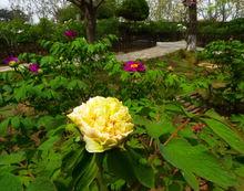 黃尖牡丹園高清組圖2