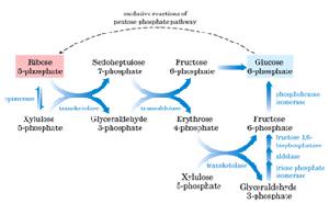 磷酸戊糖途徑