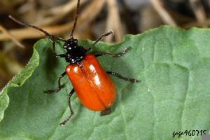 茶翅長金花蟲 茶翅長金花蟲