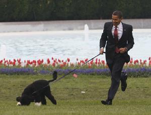 白宮第一狗 白宮第一狗