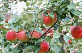 潤太一號柱狀蘋果 潤太一號柱狀蘋果