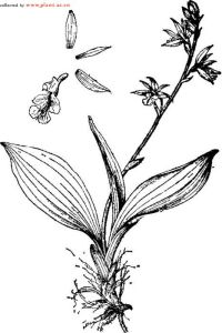 短距蝦脊蘭 短距蝦脊蘭