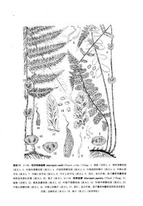 假蹄蓋蕨（原變種）