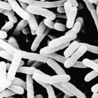 乳酸乳桿菌 乳酸乳桿菌