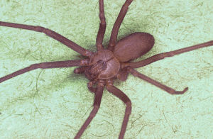 隱士蜘蛛（Recluse spider）