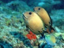 雙斑櫛齒刺尾魚 