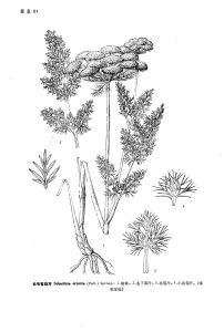 長毛苞裂芹 長毛苞裂芹