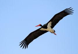 黑鸛—棲居於深山中的涉禽 黑鸛—棲居於深山中的涉禽