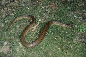 福建頸斑蛇 福建頸斑蛇