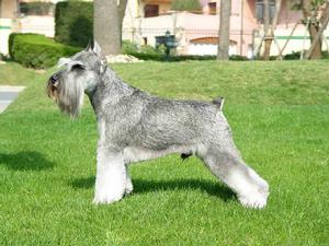 迷你雪納瑞犬 迷你雪納瑞犬