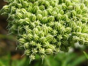 高山芹根 高山芹根