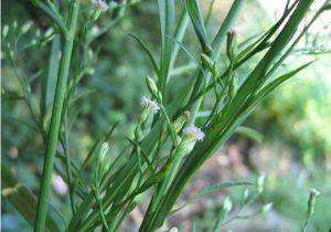 鑽形紫菀 鑽形紫菀