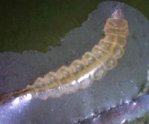 柑橘潛葉蛾 柑橘潛葉蛾