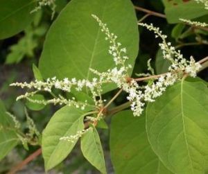 虎杖提取物 虎杖提取物