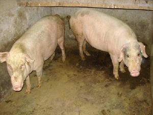 大黑箐自然村-生豬養殖