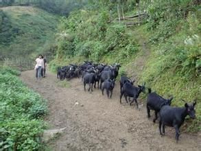 小密扣村 小密扣村